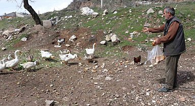 Şehirde renkli görüntüler oluşturan firari kazlar, yuvalarında görüntülendi