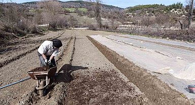 Selendi'de tütün üreticisinin zorlu mesaisi başladı
