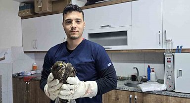 Seydikemer'de yaralı şahin tedavi altına alındı