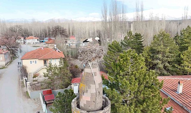 Şıhbarak mahallesinde baharın müjdecisi leylekler yuvalarına döndü