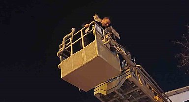 Siirt'te ağaçta mahsur kalan kedi itfaiye ekiplerince kurtarıldı