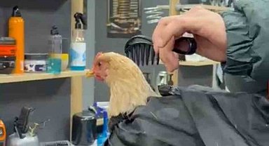 Siirt'te bir kuaför sosyal medya akımına katılmak için tavuk tıraş edip bayrama hazırladı