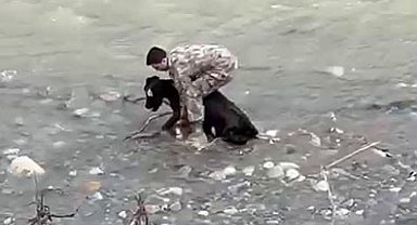 Siirt'te dereye düşen buzağı polis tarafından kurtarıldı