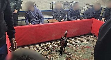 Siirt'te horoz dövüşüne suçüstü operasyon: 60 kişi yakalandı