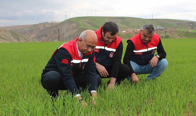 Siirt'te yağışlar yüzde 150 arttı, tarımsal hasıla beklentisi yükseldi