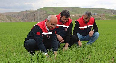 Siirt'te yağışlar yüzde 150 arttı, tarımsal hasıla beklentisi yükseldi