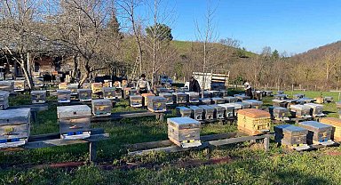 Sinop'ta soğuk hava arıcılığı olumsuz etkiliyor