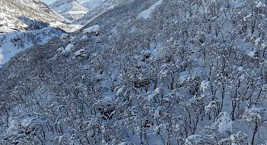 Şırnak'ta ormanlık alan beyaza büründü