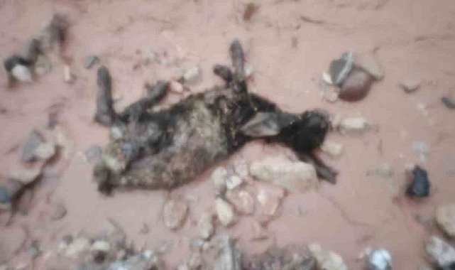 Şırnak'ta sel göçerleri vurdu: Hayvanlar telef oldu, çadırlar sular altında kaldı