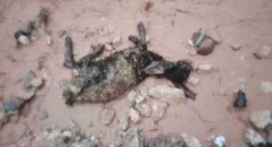 Şırnak'ta sel göçerleri vurdu: Hayvanlar telef oldu, çadırlar sular altında kaldı