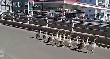 Sivas'ta kazların geçidi böyle görüntülendi