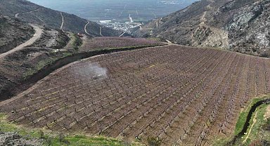 Siyahların ardında açan pembe şeftali çiçekleri
