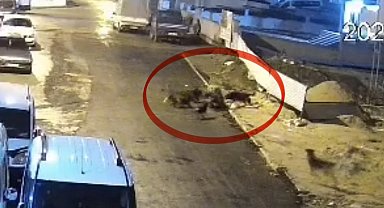 Sokak köpeklerinin dehşeti kamerada: Teravih dönüşü yaşlı kadına saldırdılar