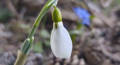 Spil'de kardelenler ikinci kez açtı