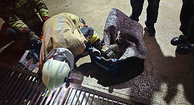 Su giderine yavrulayan anne kedi ve yavrularını itfaiye kurtardı