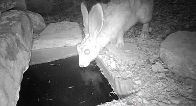 Su içen yaban hayvanları fotokapanla görüntülendi