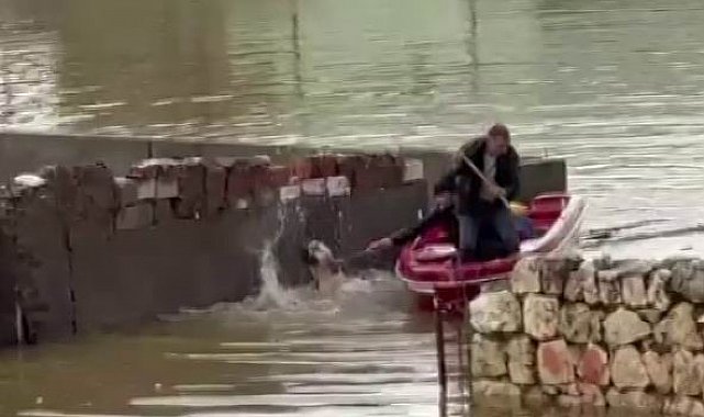 Su taşkınında evde mahsur kalan köpek, vatandaşların bindiği botla kurtarıldı