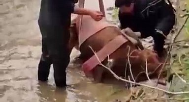 Sulama kanalına düşen ineği itfaiye kurtardı