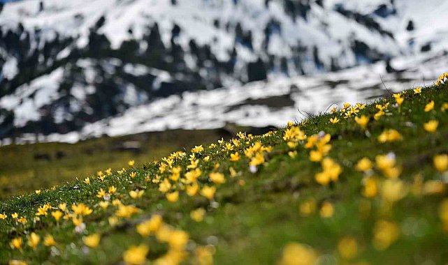 Süleymaniye'de renk cümbüşü: Sarı ve mor çiğdemler açtı