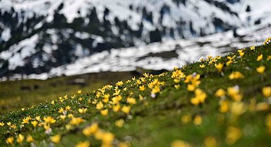 Süleymaniye'de renk cümbüşü: Sarı ve mor çiğdemler açtı