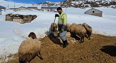 Süphan Dağı'nın eteğinde zorlu hayvancılık