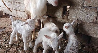 Süt rekortmeni Saanen keçiden dördüz doğum