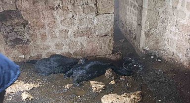 Tarsus'ta ahıra yıldırım düştü: 5 küçükbaş hayvan telef oldu