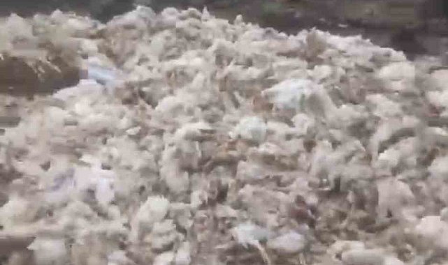 Tarsus'ta ölü tavuklar ormana atıldı