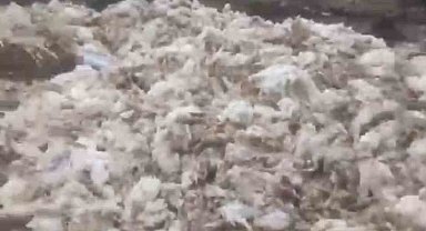 Tarsus'ta ölü tavuklar ormana atıldı