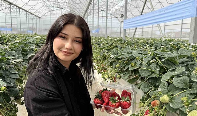 Tarsus'ta topraksız tarımda ilk çilek hasadı yapıldı