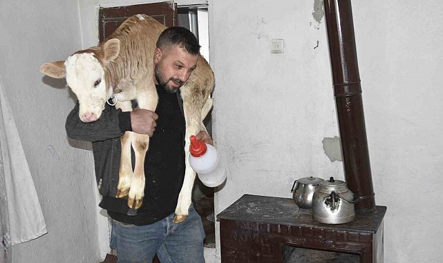 Tatvan'da hasta buzağıya evde özel bakım