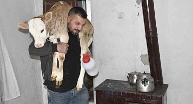 Tatvan'da hasta buzağıya evde özel bakım
