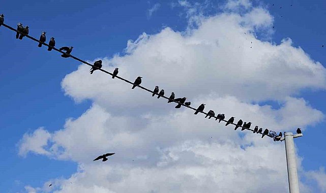 Tatvan'da sıralanan kuşlardan güzel görüntüler