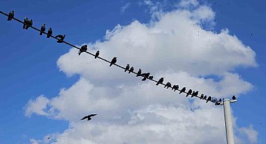 Tatvan'da sıralanan kuşlardan güzel görüntüler