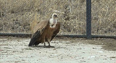 Tedavi edilen yaban kuşları özgürlüğe kanat çırpmaya hazır