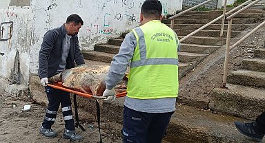 Tekirdağ sahiline ölü caretta caretta vurdu