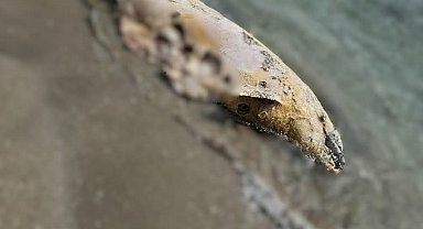 Tekirdağ'da yunus ölüsü bulundu