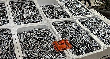 Tezgahlarda hamsinin son günleri: Kilosu 150 liradan satılıyor