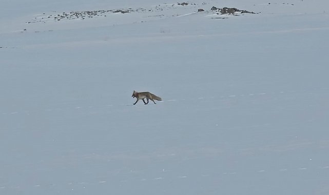 Tilkiler yol kenarında yiyecek aradı