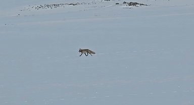 Tilkiler yol kenarında yiyecek aradı