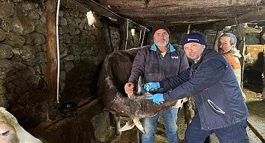 Tokat'ta şap hastalığına karşı yoğun mesai