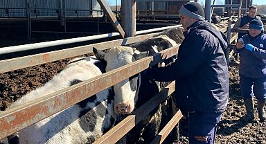 Trakya'da şap alarmına karşı sahadalar: Büyükbaş hayvanlara aşılama sürüyor
