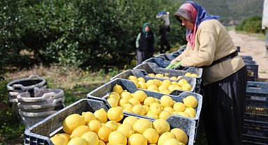 TÜİK'e göre limonda üretici fiyatları yıllık yüzde 410 yükseldi