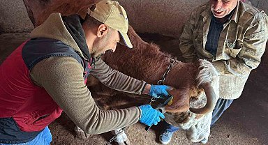 Tunceli'de şap aşılama kampanyası sürüyor