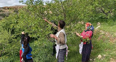 Turfanda çağla hasadı erken başladı