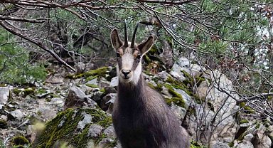 Türkiye'de en düşük rakımda sadece Gümüşhane'de görülüyor