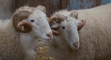 Türkiye'nin en değerli koçları rekor fiyatlara satılıyor