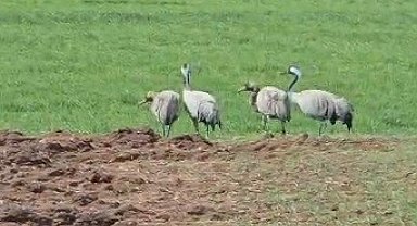 Türkülere konu olan turnalar Tunceli'de görüntülendi