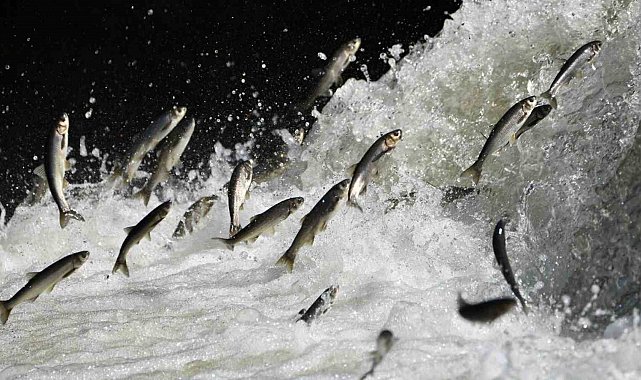 Van Gölü Havzası'nın doğusundaki yağış bolluğu tarımı ve inci kefali göçünü olumlu etkileyecek