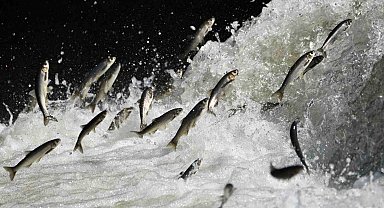 Van Gölü Havzası'nın doğusundaki yağış bolluğu tarımı ve inci kefali göçünü olumlu etkileyecek